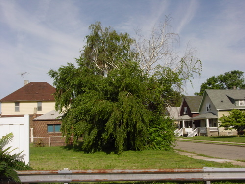 ./Gallery/2011 Bennet Lot Tree Removal/DSC06427.JPG